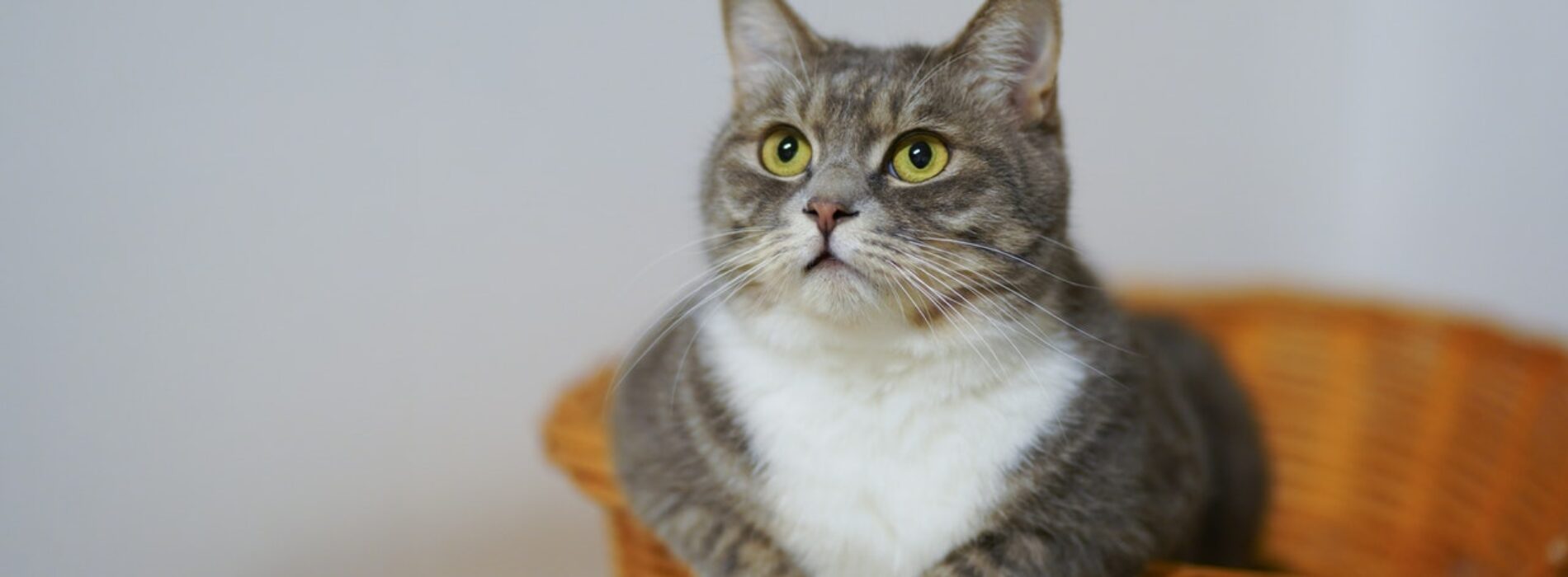 Czy furminator dla kota faktycznie zmienia na lepsze życie z pupilem?