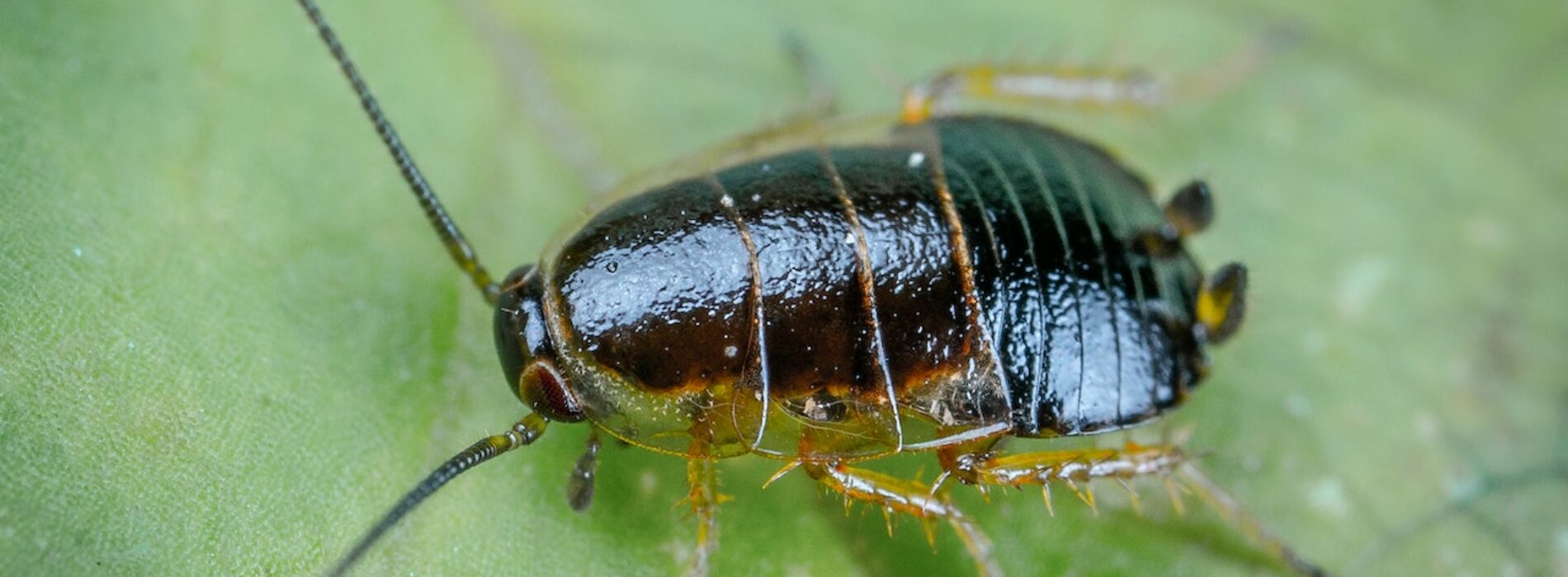 Jak skutecznie pozbyć się karaluchów z domu?