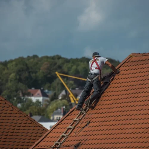 Najczęstsze błędy właścicieli domów podczas walki z kuną